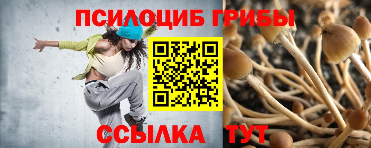 Волхов  Псилоцибиновые грибы Psilocybe  купить   Вход с VPN 